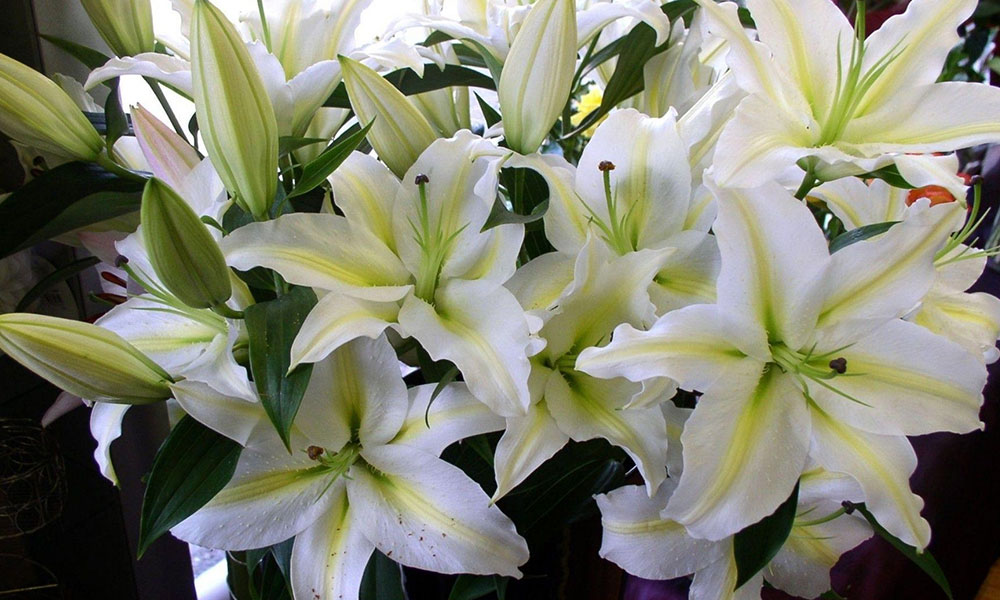 white lily image